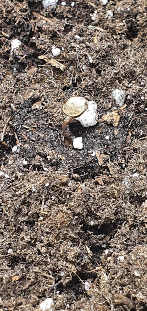 Zamnesia LSD. Week 0