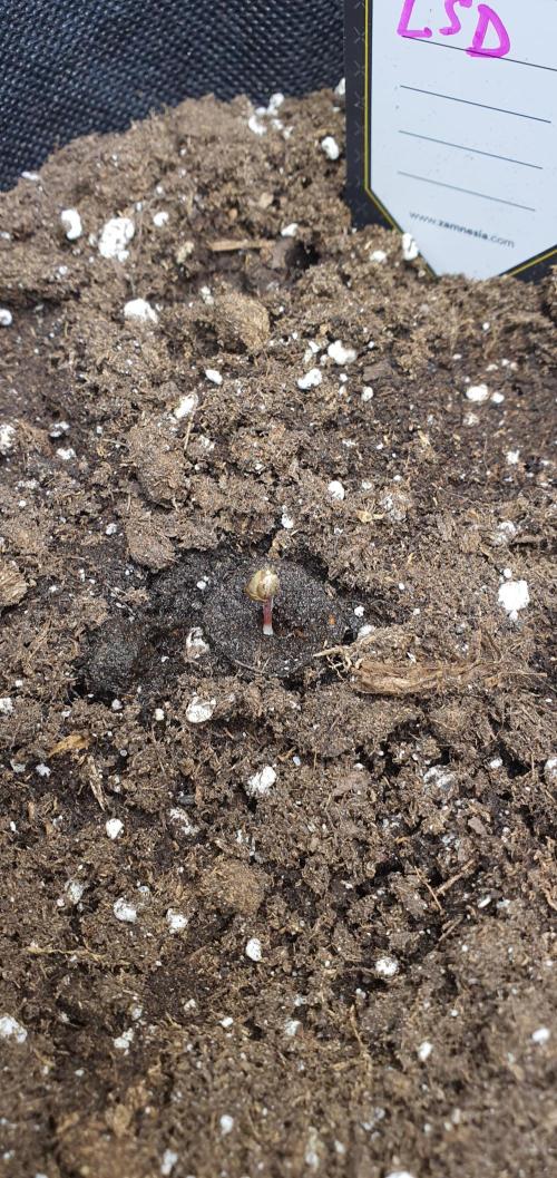 Zamnesia LSD. Week 0