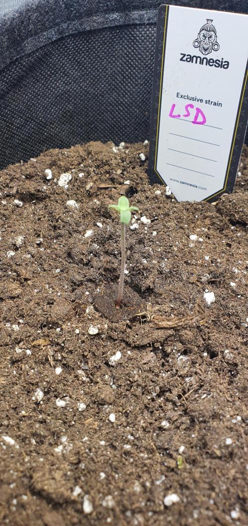 Zamnesia LSD. Week 0