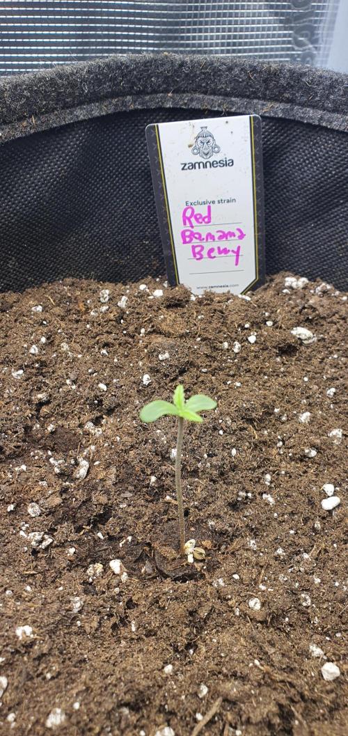 Red Berry Banana. Week 0