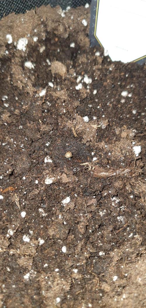 Red Berry Banana. Week 0