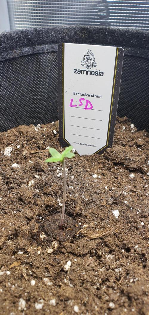 Zamnesia LSD. Week 1