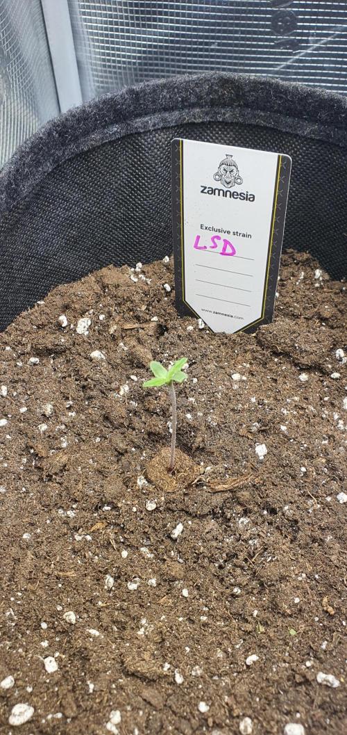 Zamnesia LSD. Week 1