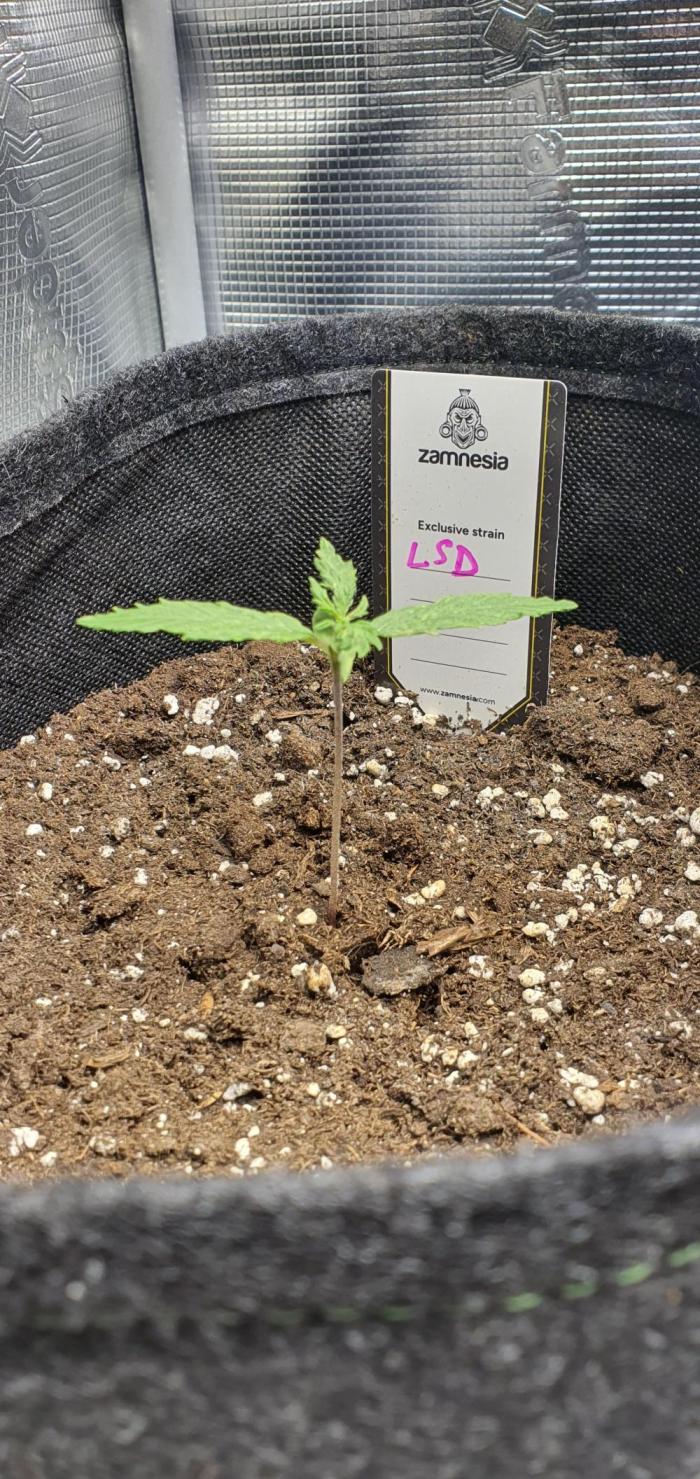 Zamnesia LSD. Week 2