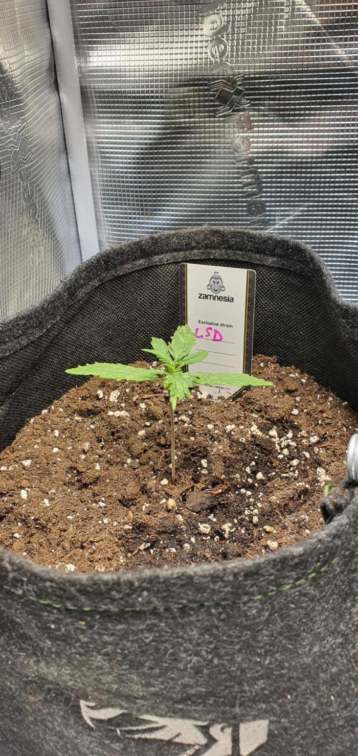 Zamnesia LSD. Week 3