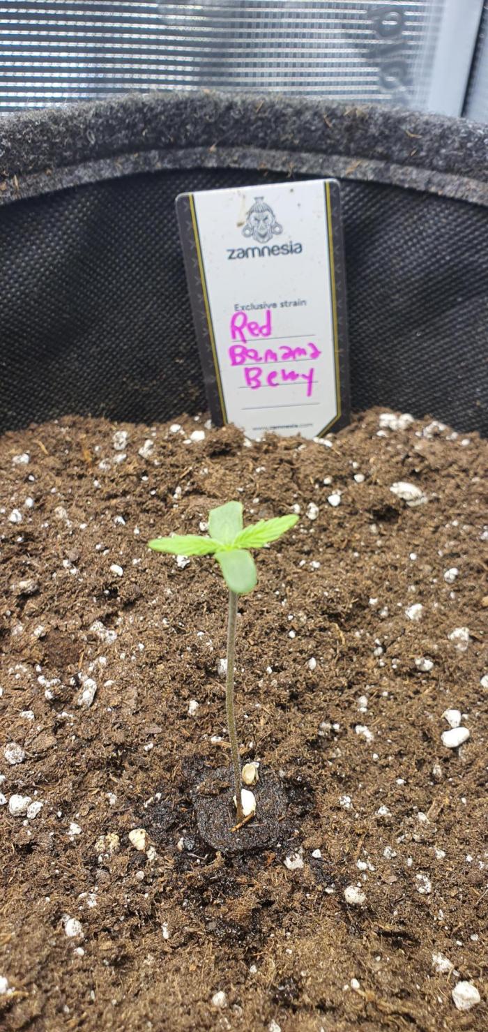 Red Berry Banana. Week 1