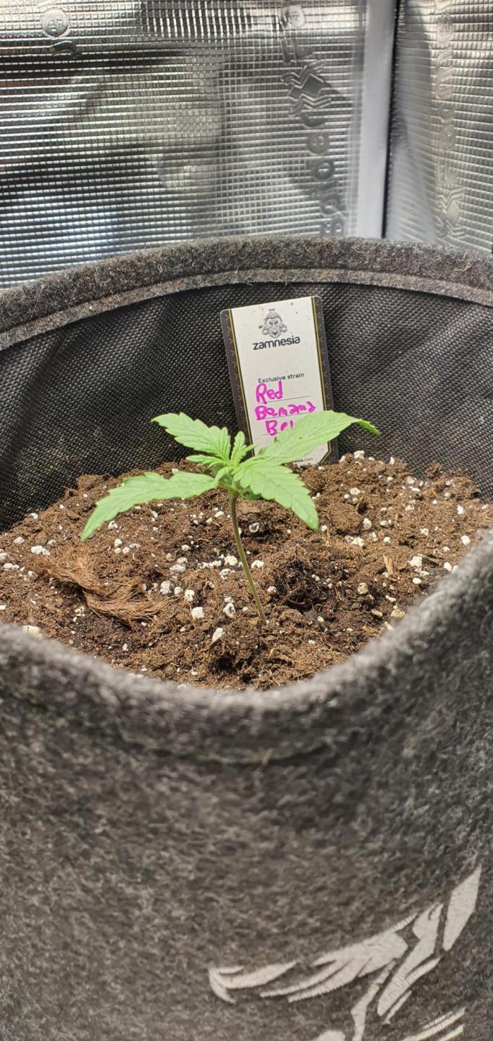 Red Berry Banana. Week 2