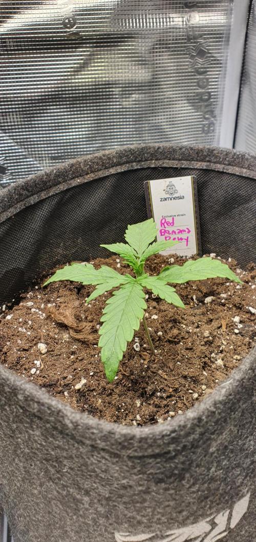  Red Banana berry Double xl Autoflower. Week 3
