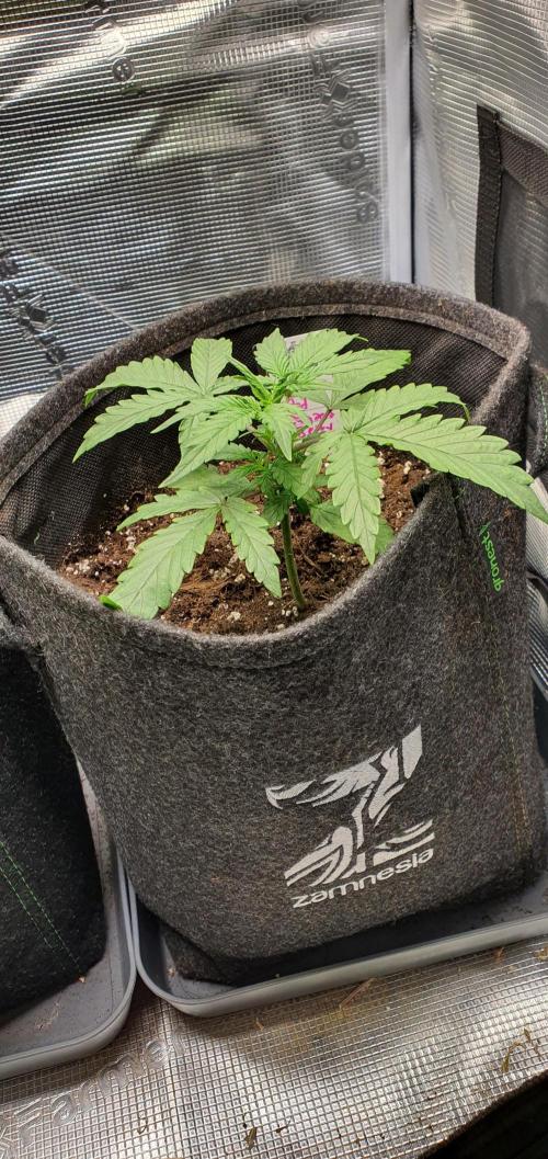 Red Berry Banana. Week 4