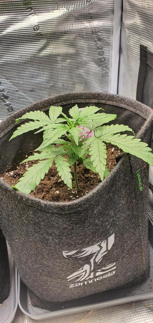 Red Berry Banana. Week 4
