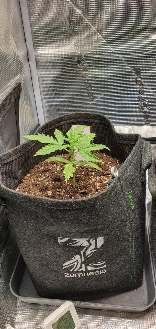 Zamnesia LSD. Week 4