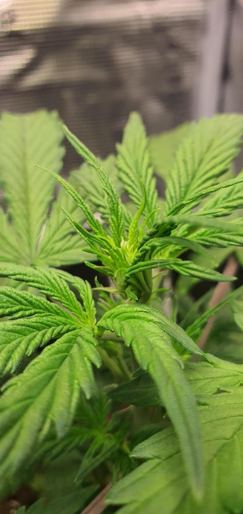 Red Berry Banana. Week 5