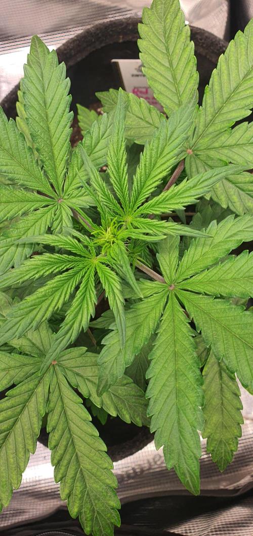 Red Berry Banana. Week 5