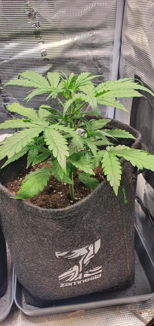 Red Berry Banana. Week 5