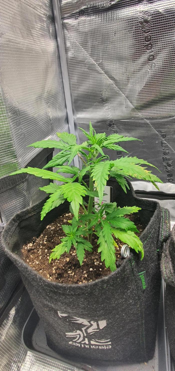 Zamnesia LSD. Week 5