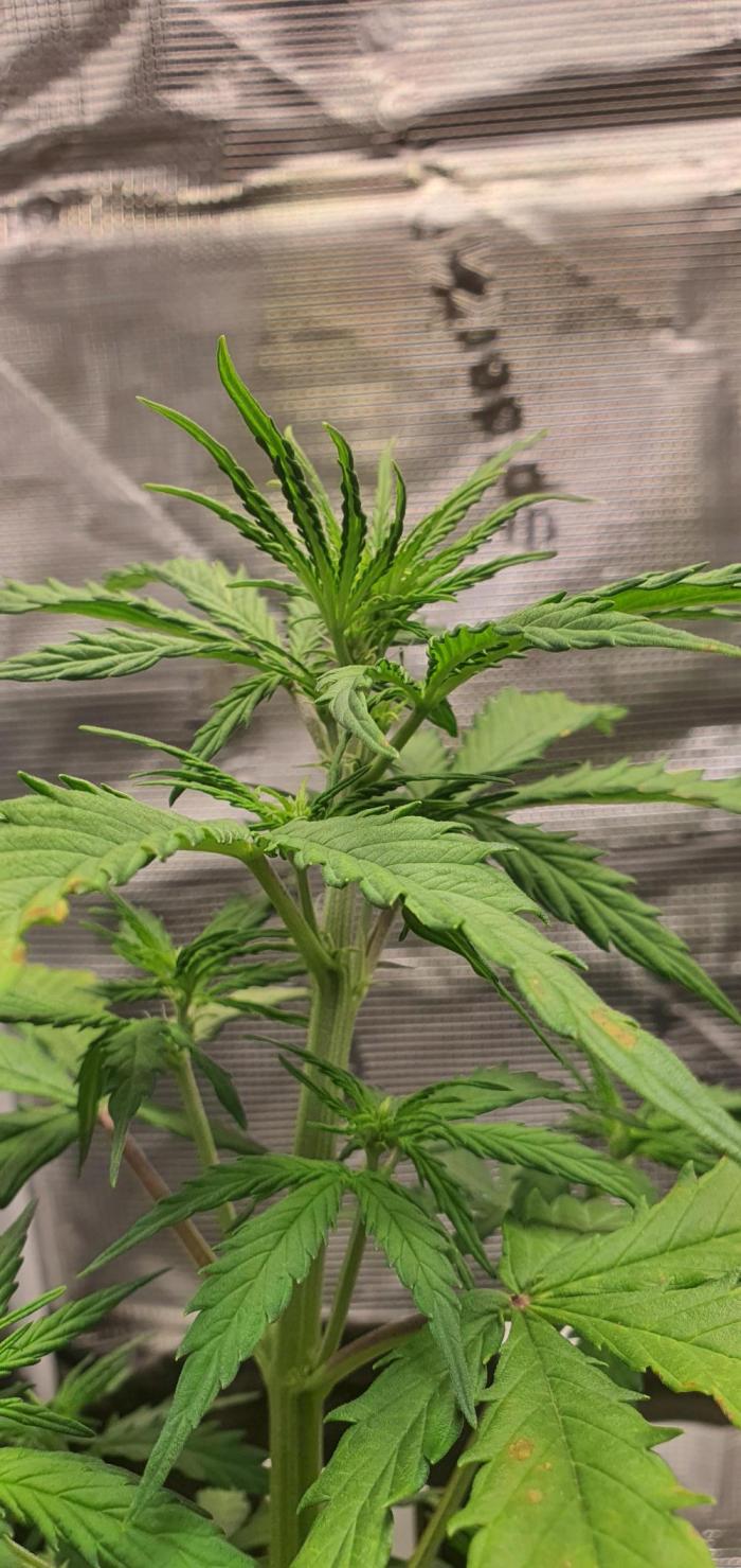 Zamnesia LSD. Week 6