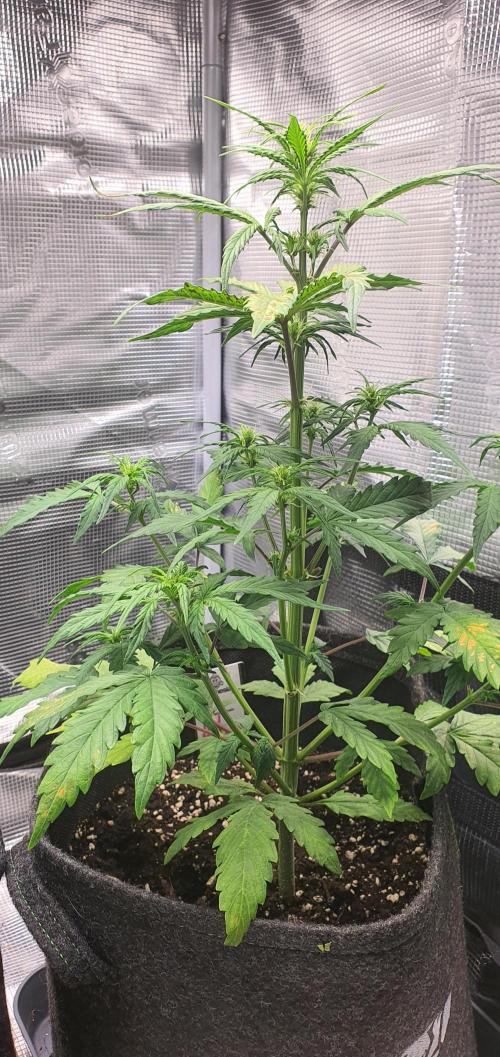 Red Berry Banana. Week 6