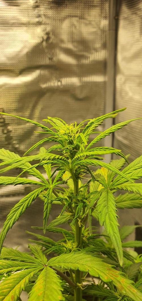 Red Berry Banana. Week 6