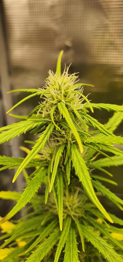 Zamnesia LSD. Week 7