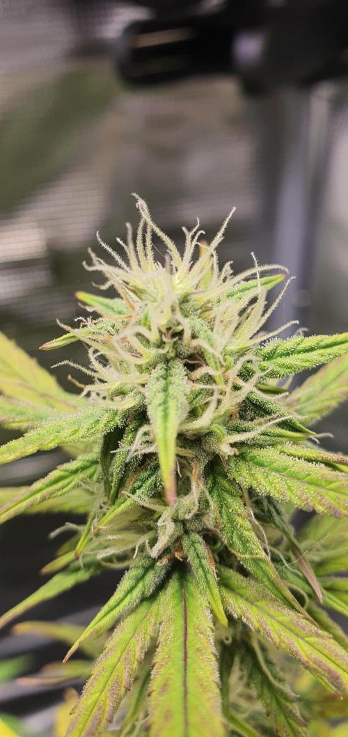 Red Berry Banana. Week 7
