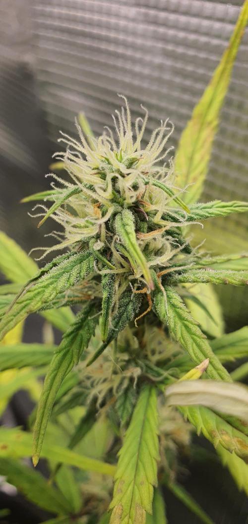 Red Berry Banana. Week 7
