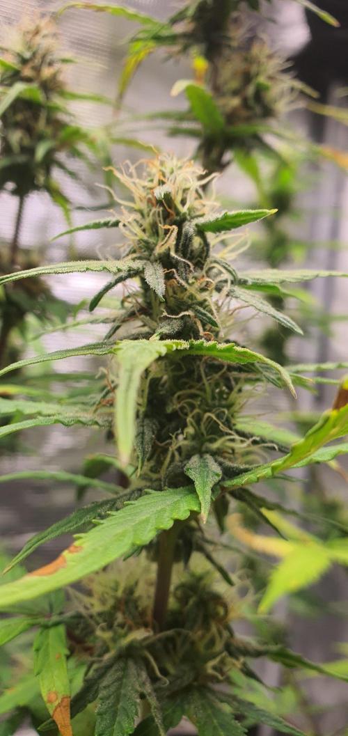 Red Berry Banana. Week 8