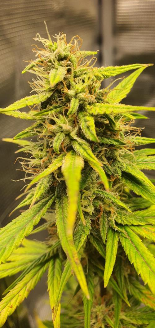 Red Berry Banana. Week 8