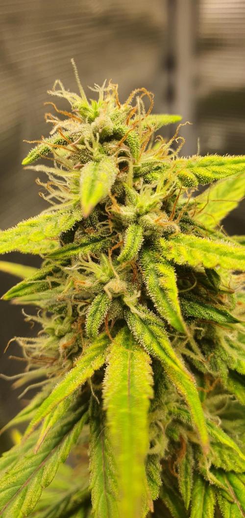 Red Berry Banana. Week 8