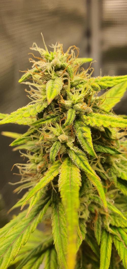 Red Berry Banana. Week 8