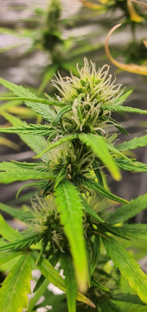 Zamnesia LSD. Week 8