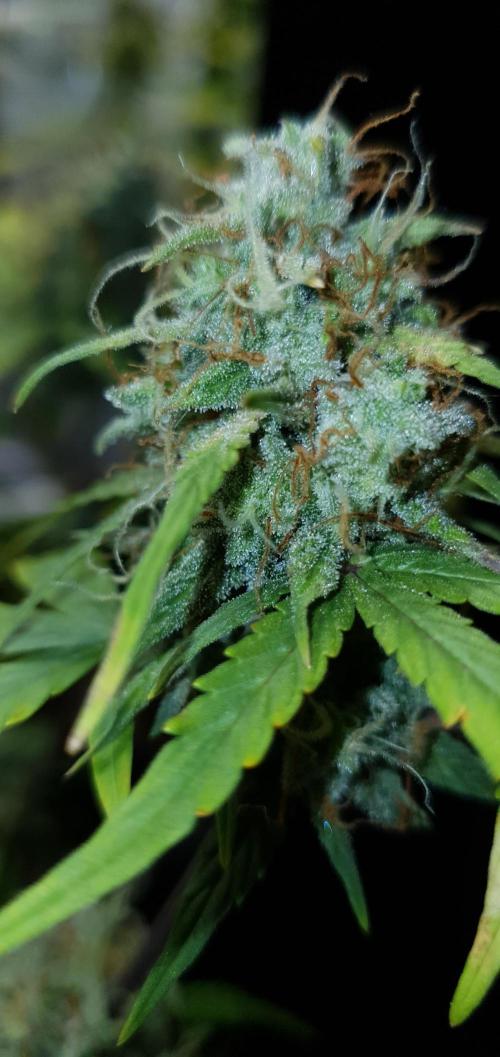 Red Berry Banana. Week 9