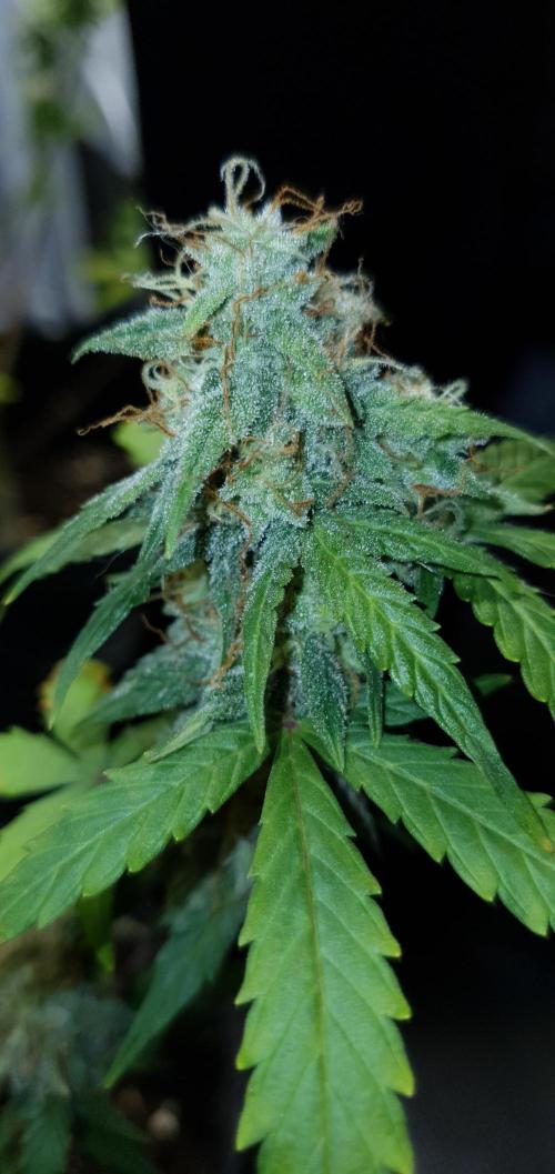 Red Berry Banana. Week 9