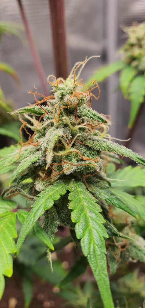 Red Berry Banana. Week 9