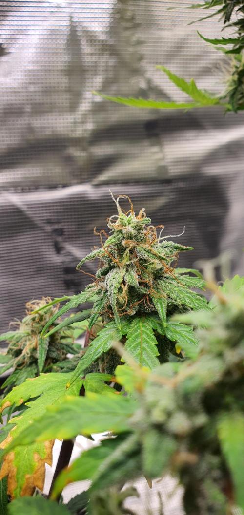 Red Berry Banana. Week 9