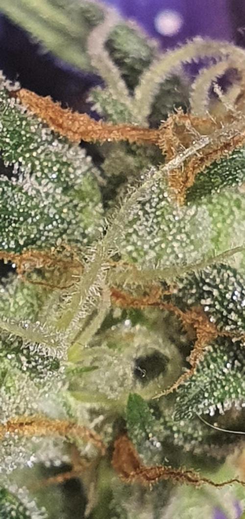 Red Berry Banana. Week 9