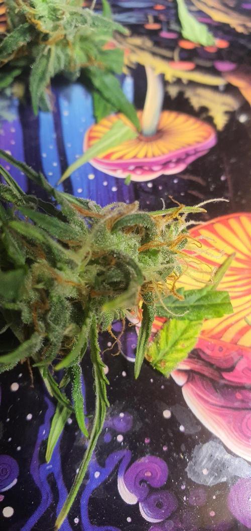 Red Berry Banana. Week 9