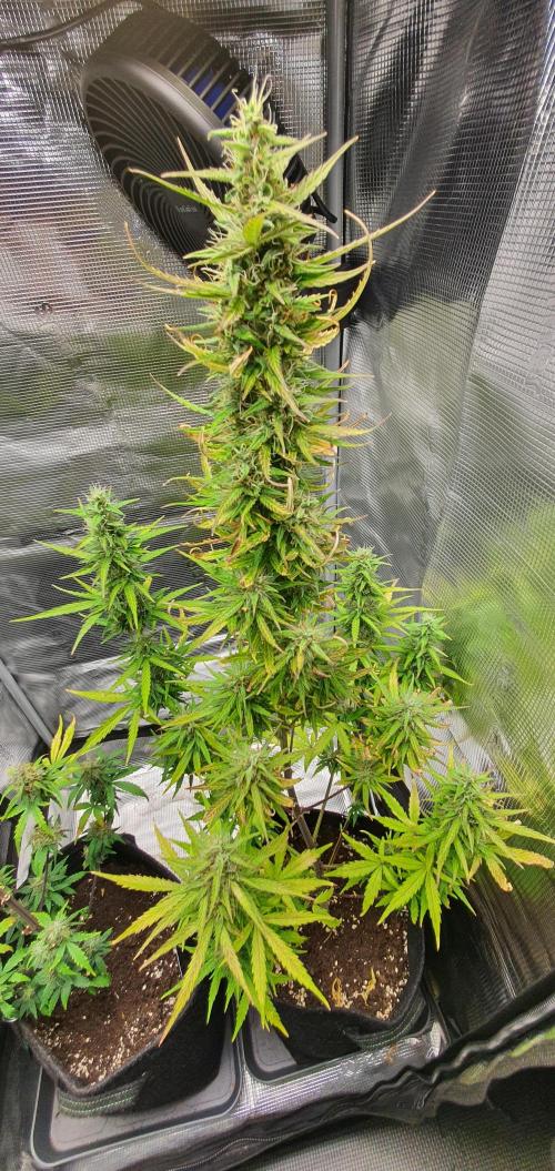Zamnesia LSD. Week 9