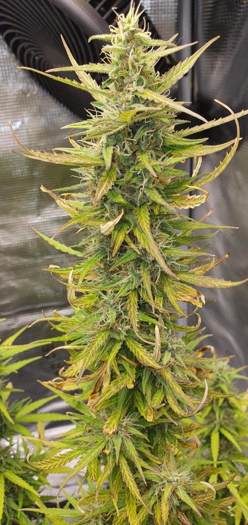 Zamnesia LSD. Week 9