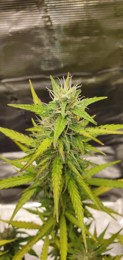 Zamnesia LSD. Week 9