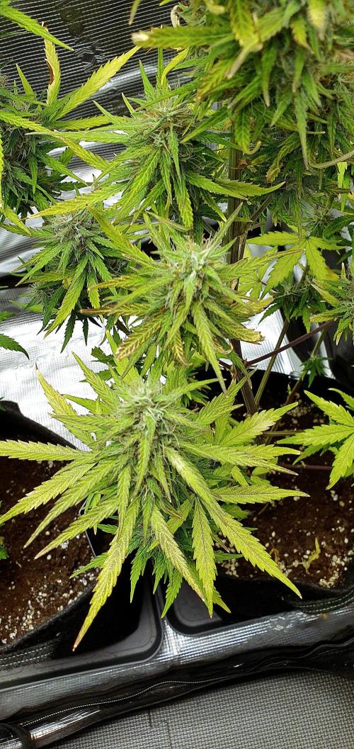 Zamnesia LSD. Week 9