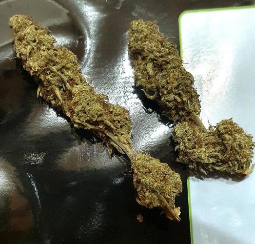 Milky Way F1. Week 11
