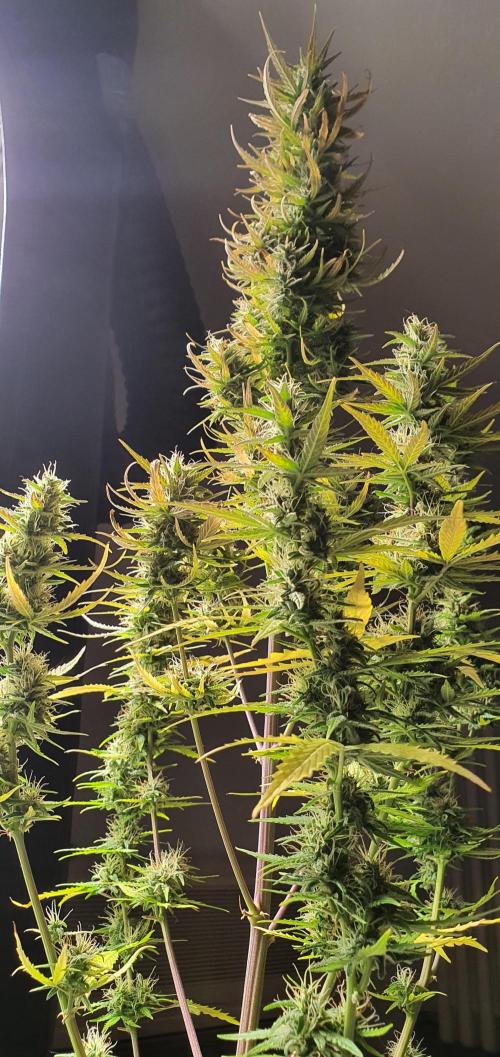 Zamnesia LSD. Week 10