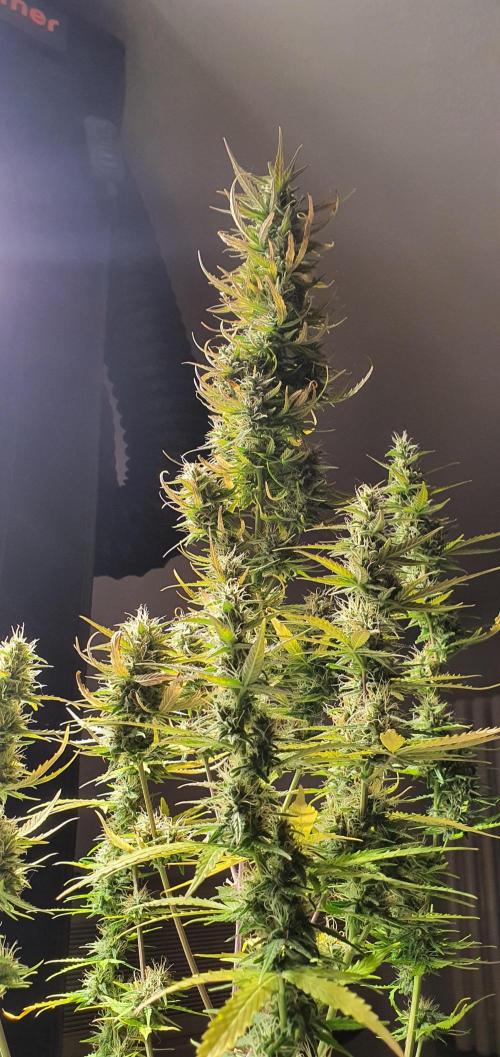 Zamnesia LSD. Week 10
