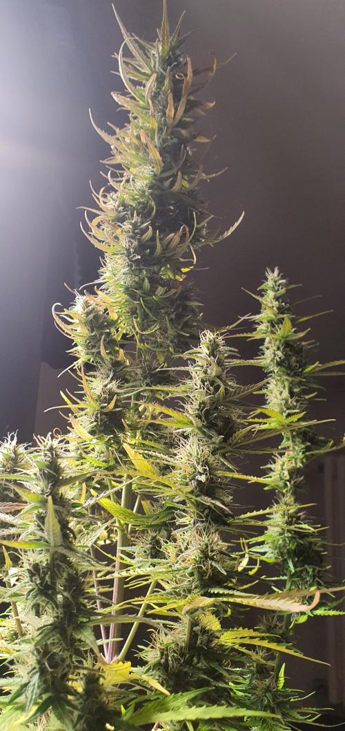 Zamnesia LSD. Week 10