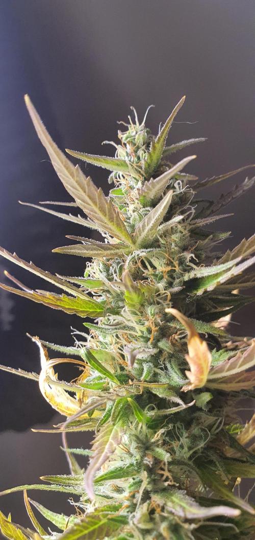 Zamnesia LSD. Week 10