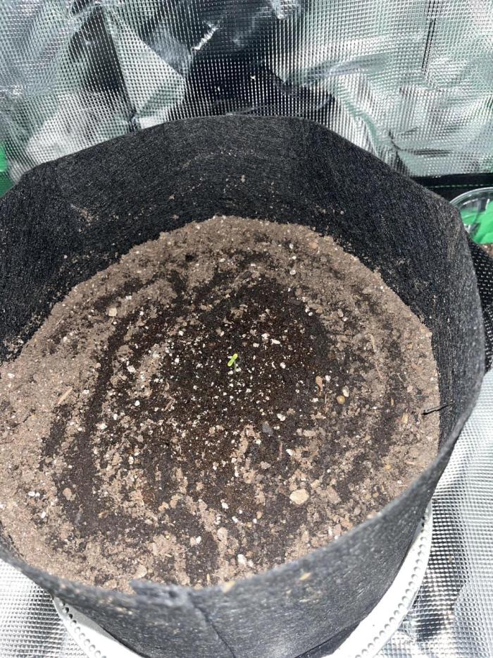 Knnggrows. Week 0 - Cool