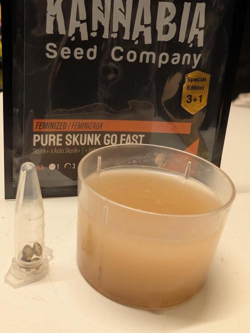 Pure Skunk Go Fast. Week 0