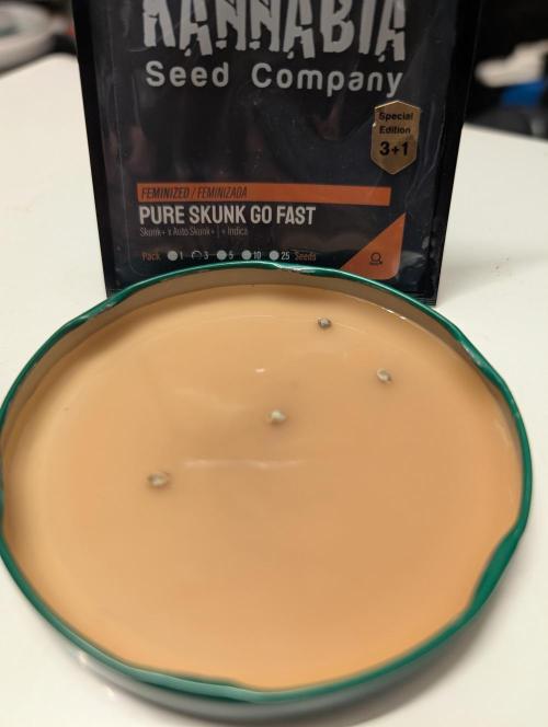 Pure Skunk Go Fast. Week 0