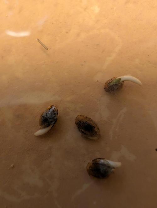 Pure Skunk Go Fast. Week 1