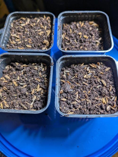 Pure Skunk Go Fast. Week 1